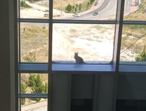 16 metre yükseklikte mahsur kalan kedi, kafes yöntemiyle kurtarıldı
