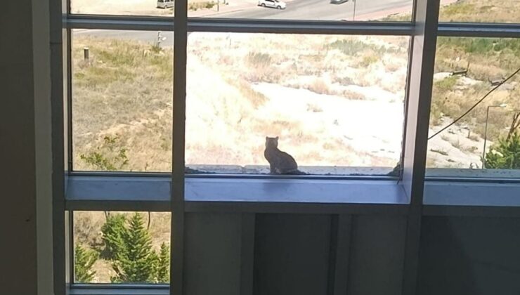 16 metre yükseklikte mahsur kalan kedi, kafes yöntemiyle kurtarıldı