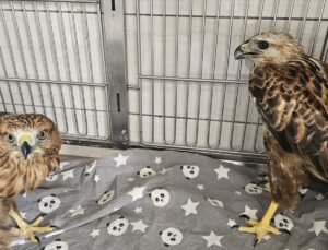 AKÜREM’de tedavi edilen 19 yırtıcı kuş doğaya salındı