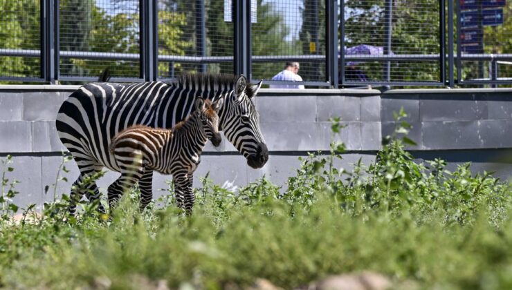 Ankara’daki ‘Doğal Yaşam Parkı’nın yeni üyesi yavru zebra için isim anketi