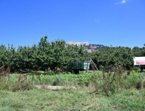 Çığşar kirazı için hasat etkinliği