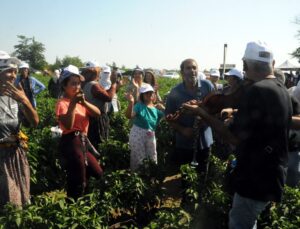 Edirne’de Karaağaç acı biberi hasadı oyun havalarıyla başladı
