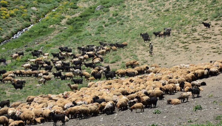 Faraşin Yaylası’nda bol yağış süt verimini artırdı
