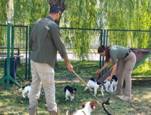 Gümrüklerin Yeni Muhafızları: Springer Spaniel Yavruları Göreve Hazırlanıyor