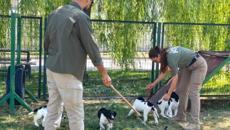 Gümrüklerin Yeni Muhafızları: Springer Spaniel Yavruları Göreve Hazırlanıyor