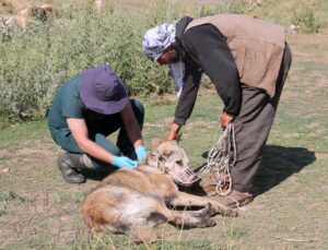 Hakkari’de bin sahipli köpek kimliklendirildi