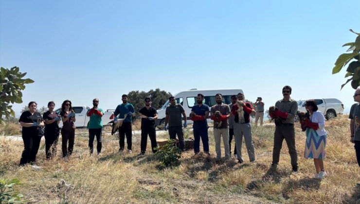 Hatay’da yaralı ve bitkin bulunan 18 kuş tedavilerinin ardından doğaya salındı