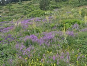 Ilgaz Dağı temmuzda ilkbaharı yaşıyor