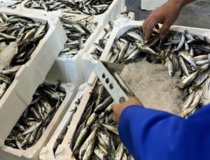 İzmir’de 241 kilo kaçak su ürününe el konuldu