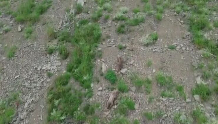 Kırsalda yiyecek arayan ayı, dronu fark edince kaçtı