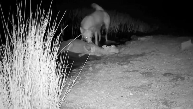 Koyununu ve köpeğini arayan çobanı dehşete düşüren görüntü