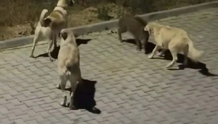 Kuşadası’nda başıboş köpekler yavru yaban domuzuna saldırdı; o anlar kamerada