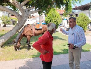 Mersin’de bitkin düşen at koruma altına alındı