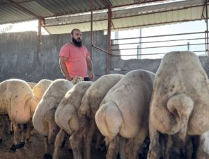 Osmaniye’de sağanakta su basan ahırdan koyunlarını çıkaran besici yaşadıklarını anlattı