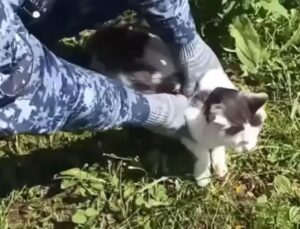 Rusya’da cezaevine uyuşturucu taşıyan kedi yakalandı