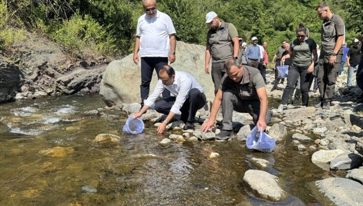 Sel felaketinin yaşandığı Bozkurt’taki İlişi Çayı’na 15 bin alabalık salındı