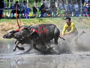 Tayland’da Çeltik Sezonu Bufalo Yarışlarıyla Kutlandı