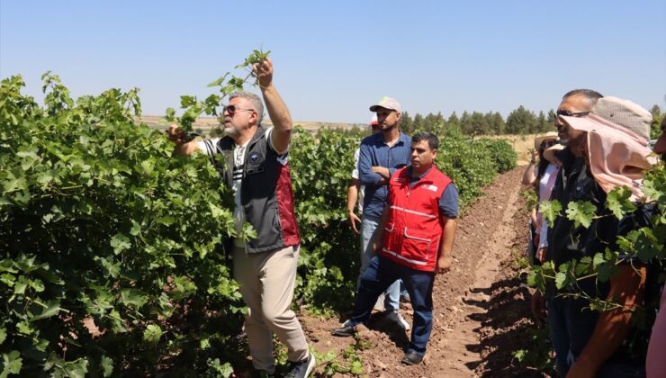Türk Kızılaydan Diyarbakır’da bağcılık eğitimleri