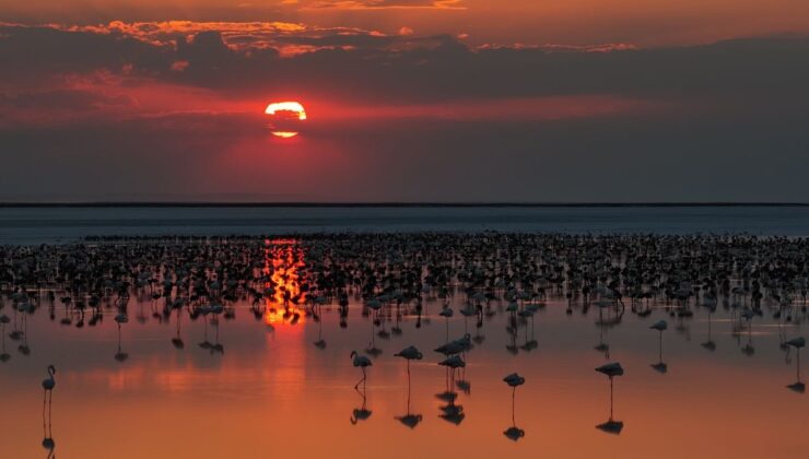 Tuz Gölü’nde flamingo yavrusu sayısı son 5 yılın rekorunu kırdı
