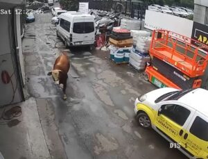 Ümraniye’de kaçan boğa sanayi sitesinde dükkana girdi, çalışanlar panikle kaçtı