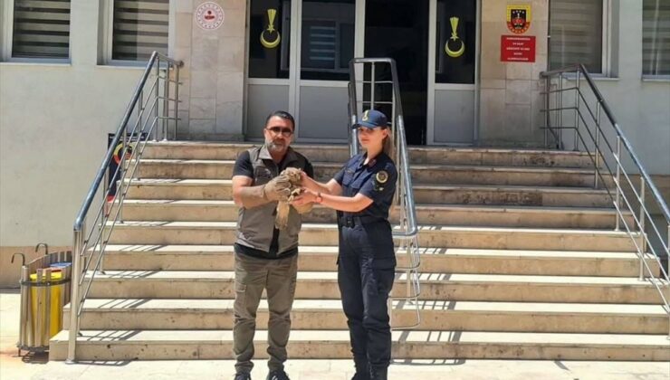 Yozgat’ta yaralı şahin tedavi altına alındı