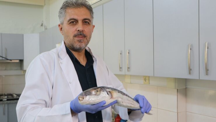Akdeniz’de Zehirli Deniz Canlıları Uyarısı