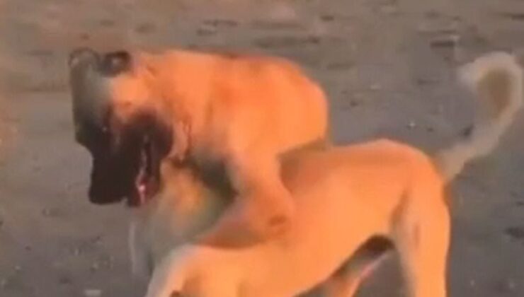 Aksaray’da Köpek Dövüştürüp Canlı Yayın Yapan 3 Kişiye Büyük Ceza
