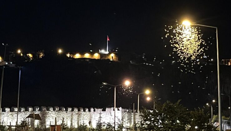 Ardahan’da Kelebeklerin Ölüm Dansı Görüntülendi