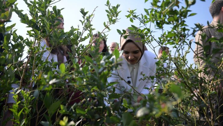 Bakan Göktaş, Düzce’de devlet korumasındaki çocuklarla yaban mersini topladı