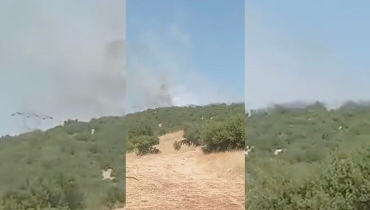 Besni’de Orman Yangını Kontrol Altına Alındı