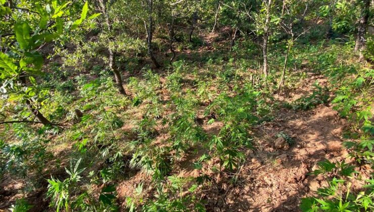 Bingöl’de Uyuşturucu Operasyonu: 5 Bin 781 Kök Kenevir Ele Geçirildi