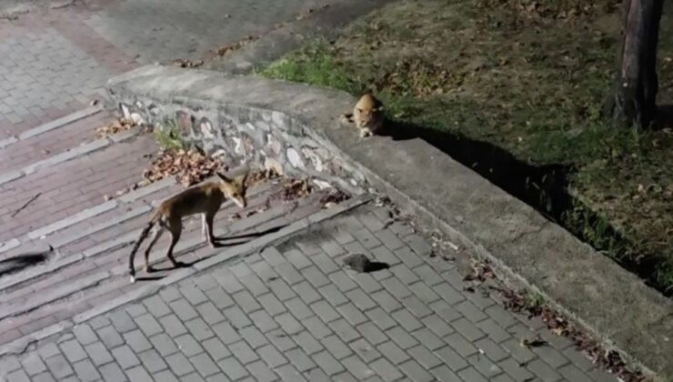 Bursa’da Gece Yarısı Parkta Tilki, Kedi ve Kirpinin Karşılaşması Kamerada