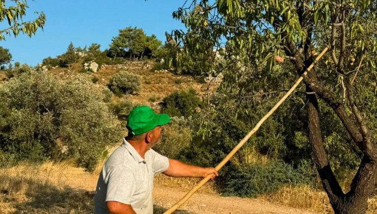 Datça’da badem hasadı başladı