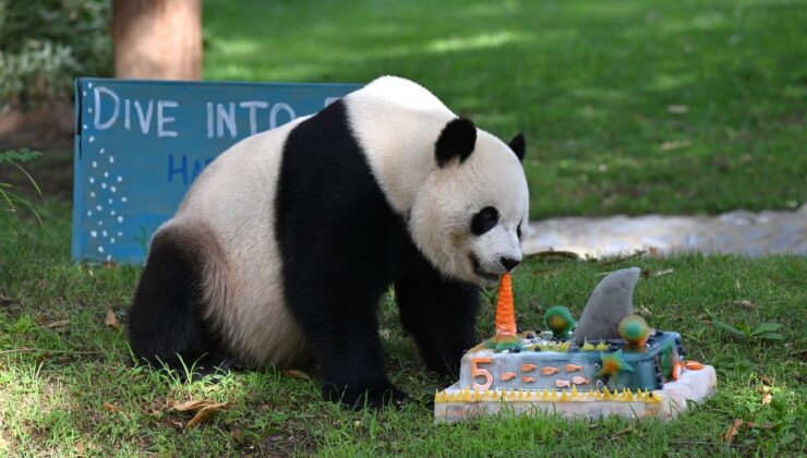 Dev Panda Bao Li, Washington’da Beşinci Yaş Gününü Kutladı