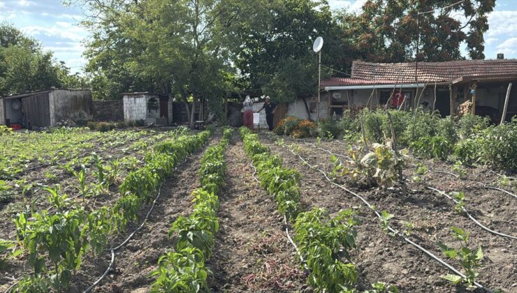 Emekli çiftin 30 kedili sevgi yuvası