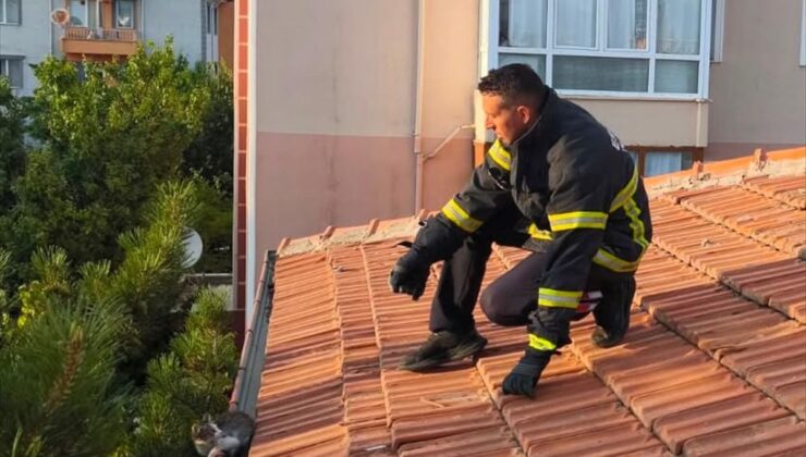 Erzincan’da Çatıda Mahsur Kalan Kedi Kurtarıldı