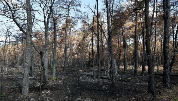 Fontainebleau Ormanı’nda Büyük Yangın
