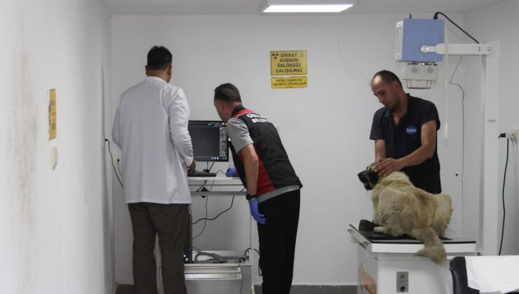 Giresun’da Sokak Köpeğini Ezen Sürücü Yakalandı