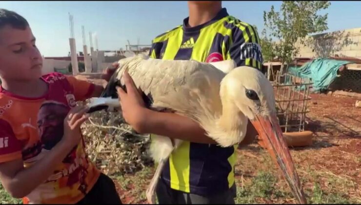 Hatay’da yorgun leyleğe 2 gün misafirperverlik