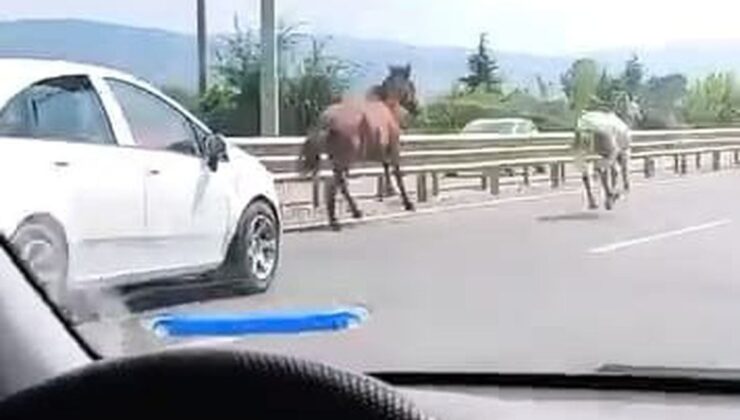 İnegöl’de başıboş atlar kara yolunda dörtnala koştu
