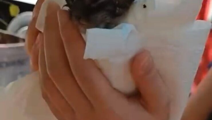 Kartal’da Kentsel Dönüşüm Yangını: Çatıda Mahsur Kalan Kedi Kurtarıldı