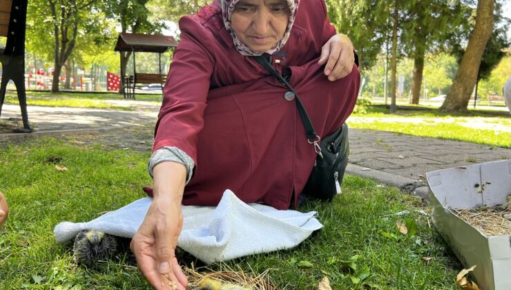 Kayseri’de havalandırma boşluğunda bulunan 5 yavru güvercin korumaya alındı