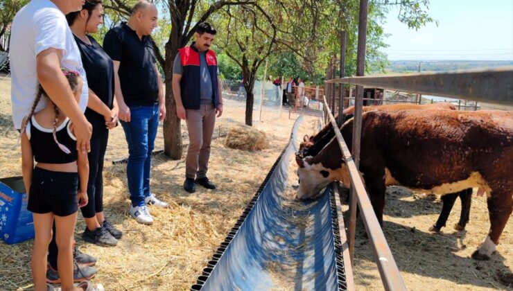 Kırklareli’nde Üreticilere Büyükbaş Hayvan Teslimi