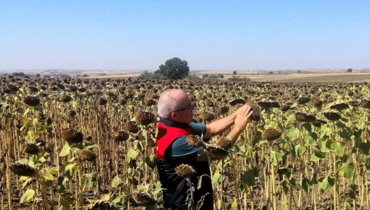 Kırklareli’nde Yerli Hibrit Ayçiçeği Denetimi