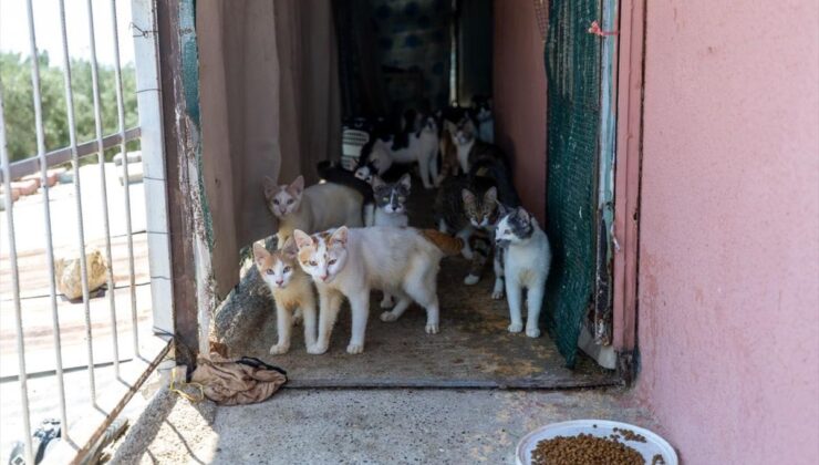 Mersin’de 100 Kedi Sağlıksız Evden Kurtarıldı