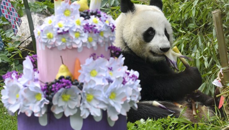 Moskova’da Doğan İlk Dev Panda Katyusha Üçüncü Yaş Gününü Kutladı