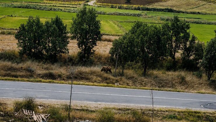 Subaşı’nda Bozayı Alarmı: Başkan Tüfekçi Vatandaşları Uyardı