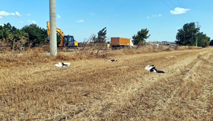 Tekirdağ’da 30 Leylek Akıma Kapılarak Öldü