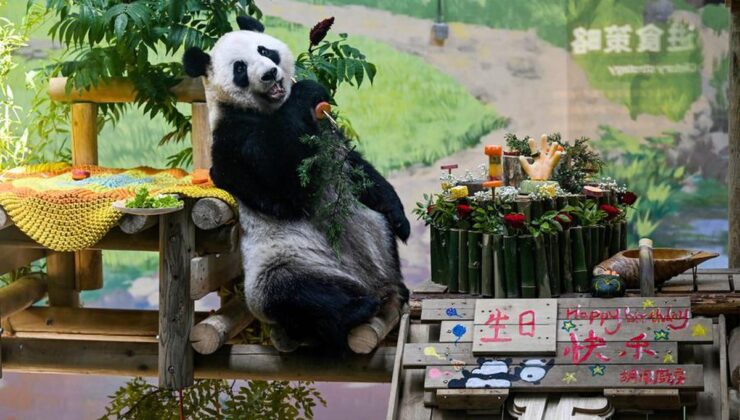 Tianjin’de Dev Panda Xing Mei’nin 15. Doğum Günü Kutlandı