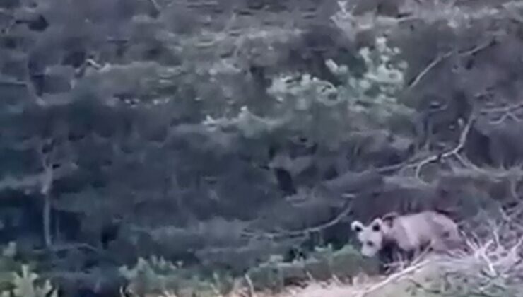 Tokat’ta çoban, karşılaştığı yavru ayıyı görüntüledi